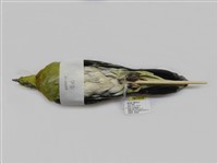 藏品(綠鳩)的圖片